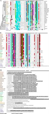 Cathelicidins—a rich seam of antimicrobial peptides waiting for exploitation